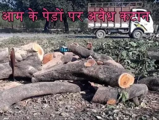 लखनऊ के  BKT क्षेत्र में आम के पेड़ों पर अवैध कटान, पुलिस और वन विभाग ने शाधी चुप्पी  
