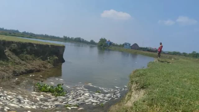 गोमती नदी के पानी में उतराई हजारों मरी मछलियां